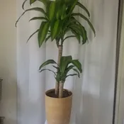 Dracaena Corn Plant