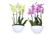 11in Asst. Orchid Garden in Eileen Ceramic, 4/pk