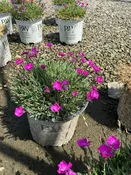 Paint The Town Fuchsia Dianthus