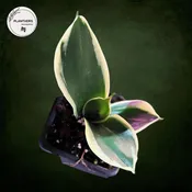 2" Snake Plant Laurentii  -  Bulk 10 Pots Sansevieria Trifasciata - Easy Care Indoor Houseplant(Case of 10 Pots)