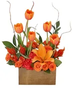 TULIPS ON FIRE