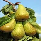Bosc