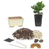 4″ Ceramic Japanese Juniper Bonsai Starter Kit