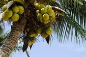 Carrier Oils- Organic Fractionated Coconut