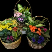 SHS10 - SPRING HAS SPRUNG