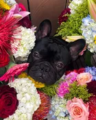 Bruno's Pick — The Barn Florist & Mercantile Store