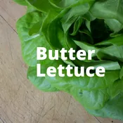 Butter (Boston) Lettuce — Olivia's Garden