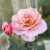 Distant Drums Potted Rose Bush