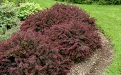 BARBERRY ROYAL BURGUNDY (3 Gallon) berberis thunbergii ‘gentry cultivar’