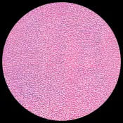 Iridescent – Cotton Candy