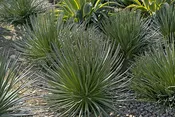 Agave geminiflora