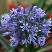Agapanthus Blue