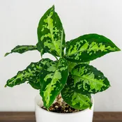 Aglaonema Pictum Tricolor, 4″ Pot