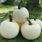 Abominable Pumpkin Hybrid