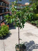 Bing Sweet Cherry | Natty Garden