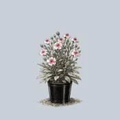 Angel Blush Rose Campion