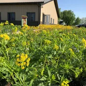 Zizia aurea (Golden Alexander)