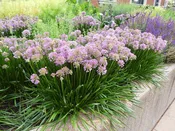 Allium 'Millenium' 1 gallon