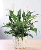BLOOMING PEACE LILY