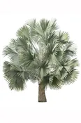 Palm Trees