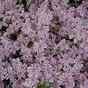 ‘Candy Stripes’ Creeping Phlox