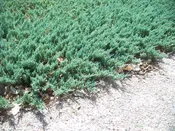 Juniper, Blue Rug #3