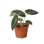 Alocasia Reginula 'Black Velvet'