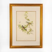 John Gould Lithograph Print, Sylvia Curruca
