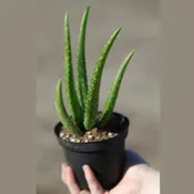 4" Aloe Vera Plant  Bulk 10 Pots - ( Case of 10 )