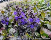 Ajuga r. ‘Black Scallop’