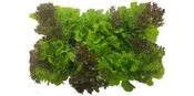 Salad Trio Lettuce