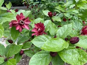 Calycanthus x 'Dark Secret'