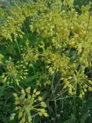 Allium flavum var. minus  Yellow flowered garlic