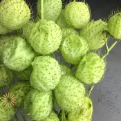Asclepia Pods