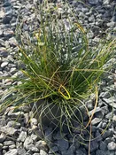 Carex texensis / Texas Sedge — Franks Perennial Border