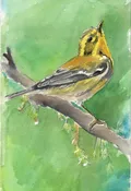 Introduction to Watercolor - January 11th 10a-1p Little Bird — Silverton Arts Association