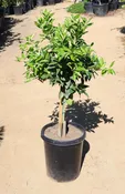 Cara Cara Orange Tree