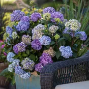 BloomStruck® Reblooming Hydrangea