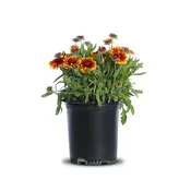 Arizona Sun (Gaillardia aristata)