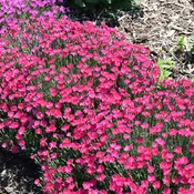 Dianthus Pinks Paint The Town Magenta - 6" Perennial - 6" Potted Perennial