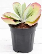 10″ Flapjack Kalanchoe