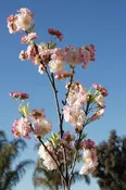 Pink Cherry Blossom Branch  45"