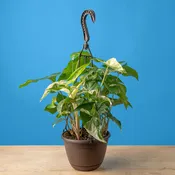 Albo Syngonium | medium