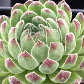 Chick Charms® Sugar Shimmer™ Hens & Chicks (Sempervivum)