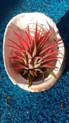 Brom.Tillandsia ionantha hanging in Abalone sea shell Air Plant