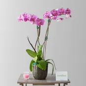 Double the Orchids v2