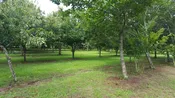 American-Chinese Hybrid Chestnut (Castanea dentata x mollissima)
