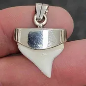 .925 Silver Cap Oceanic White Tip Shark Tooth – OWTCap-05
