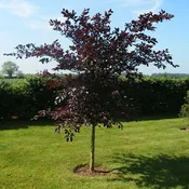 Beech, Copper 6 ft.