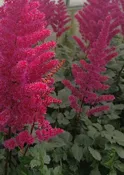 Astilbe ‘Visions Raspberry’ #1 True